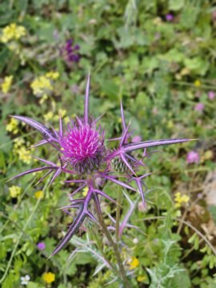 100x50 černý konf. stůl